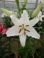 [4332 Meriva VZ No02.JPG]